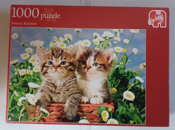 Jumbo - Sweet Kittens
