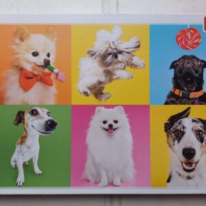 Trefl - Dogs