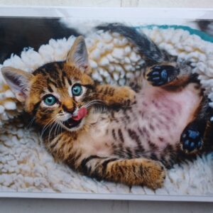 Trefl - Cheerful Kitten - NIEUW