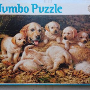 Jumbo - Golden Retrievers